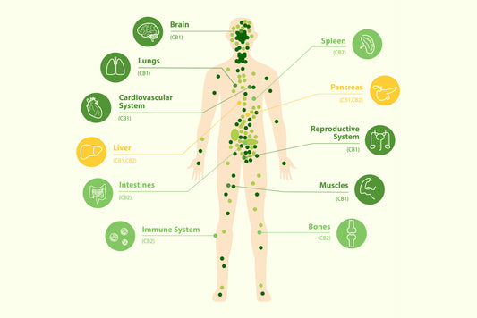 The endocannabinoid system: Essential and mysterious